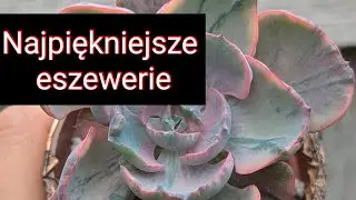 Moje najpiękniejsze eszewerie. Przegląd kolekcji 2025