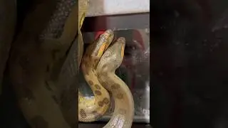 My two-headed green  anaconda 🤣🤣🤣