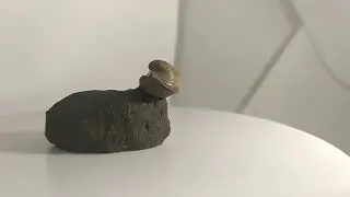 Grammatodon pictum, Oxfordian, Jurassic