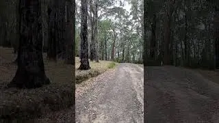 Bellview Track, Dandenong Ranges National Park, Upper Ferntree Gully, Victoria.