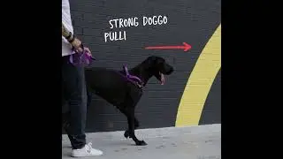 The best no-pull harness for reactive dogs. A guide to how it works. #dog #dogharness #reactivedog