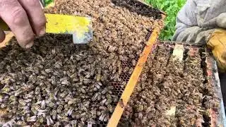 Quick Peek for Queen Acceptance in the Bulk Bee Splits 