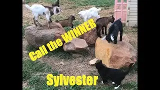 Will Sylvester make the right call in the Goat Rock Finals?