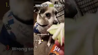 Dogs Acting WAY Too Human 😂🐶 | Top 5 funny Dog Moments  #funny #top5 #shorts