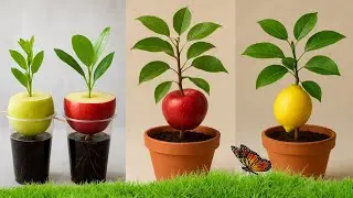 Live 🔴 wonderful : How to grow lemon and apple plants with garlic | unique techniques |