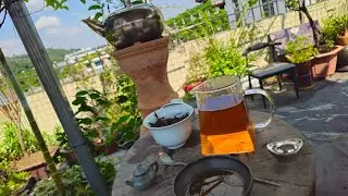 2025 Jingmai gushu red tea gongfu session