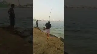 SILVER GT CATCHING IN RUWAIS