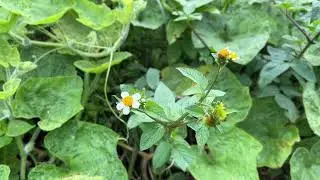 White Flowers Journey Nature Photography Relaxing Sounds