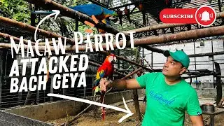 Macaw Parrot Attacks Me: Funny Reactions