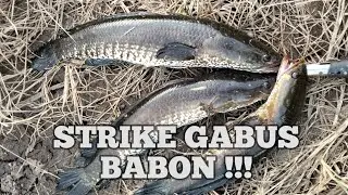 CASTING GABUS DI SPOT IRIGASI AIR HITAM FULL SAMBARAN !!!