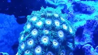 The Blue Glow at Elite Reef
