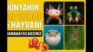 &ldquo;G&ouml;rd&uuml;ğ&uuml;n&uuml;zde Şaşıracağınız 5 Garip Hayvan | HapBilgiTV&rdquo;