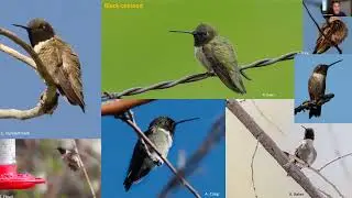 Bird Bombs - Summer Hummers (JUL 2022)