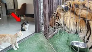 Cats vs Wild Animals! Incredible Moments Caught On Camera!