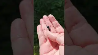 Juice From Blueberries 🫐 😲