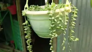 indoor tree...