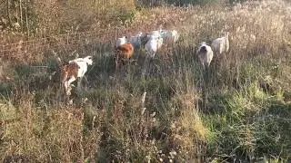 Flock of sheep moving to new paddock