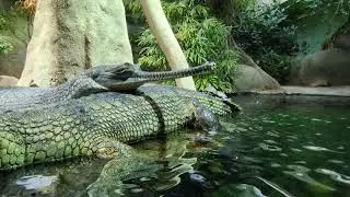 A freshwater turtle tries to climb up on the back of a gharial at Prague Zoo.