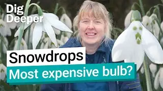 Snowdrops: Kew’s first signs of spring | Dig Deeper Episode 10 | Kew