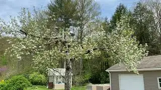 Yellow Delicious Apple Tree,May 3, 2024