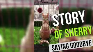 Story of Sherry: How My First Pet Cat Died #kittendied #kittenadoption  #PawfectHome
