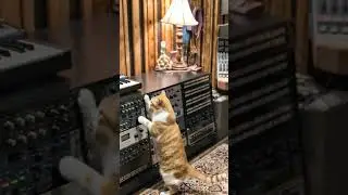 That Cat audio engineer... #catswithjobs  #audioengineering  #mixing  #synthesizer