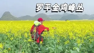 罗平金鸡峰丛，这里的油菜花田太美了，来过这里其他不用去了【行走世界的北京老刘】
