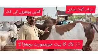 mandi 2022 25Lac ka Gulabi Janwar @qamarilyas
