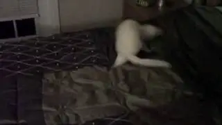 Psycho Ferret