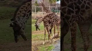 Giraffes Necking Battle