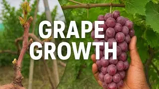 &ldquo;Flame Seedless Grapes Winter Harvest Experiment | Journey from 24 Aug Pruning to 14 Sept&rdquo;