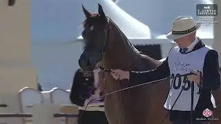N 205 AMIRATA   7th Souq Waqif International Arabian Horse Show 2026   Mares 7 10 Years Old Class 8