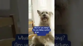 Do you like getting pictures of your pet?