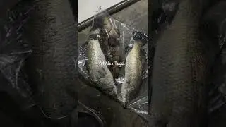 Kakap baramundi #shortvideo #fishing #youtube #shorts #short #fypyoutube #fyp #kakapputihbabon