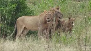 Game viewing April 2025