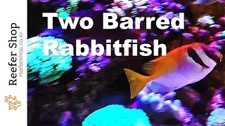 Two Barred Rabbitfish in my reef tank