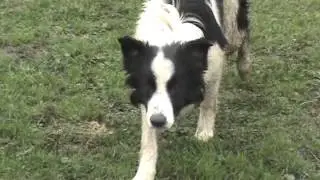 murguiabordercollie.MURGUIA illun