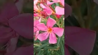 Beautiful #Nerium oleander(Pink)