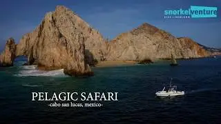 Cabo San Lucas Pelagic Safari with Snorkel Venture