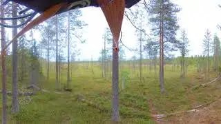 VR 360 video - Wildlife watching, brown bear and wolverine