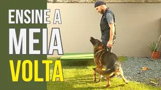 MEIA VOLTA PERFEITA - Passo a passo para ENSINAR esse comando ao seu cachorro.