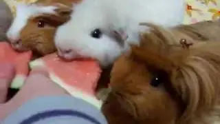Guinea Pigs Eating Watermelon