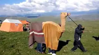 ERZURUM TORTUM TİPİLİ KÖYÜ 2016 YAYLA ŞENLİKLERİ (DEVE OYNATMA) PART 5