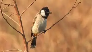 White-eared bulbul call