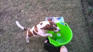 Cappy and the GoDogGo
