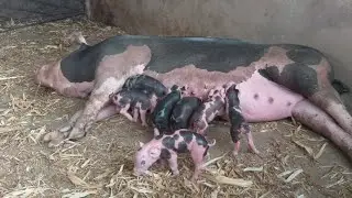 porca na hora do parto como agir 🐖🐷