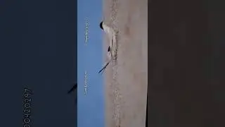 Saunders's tern May-2025 Gujarat-India birding guide 8200420297 #follower @Highlight #birds