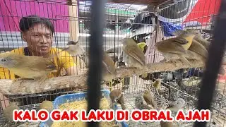 UDAH MURAH MASIH GAK LAKU DI OBRAL AJAH 