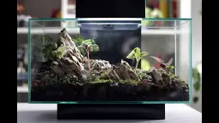 Jewel Orchid Terrarium Set Up