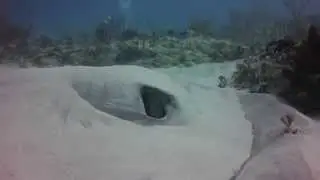 Southern Stingray   Varadero Cuba